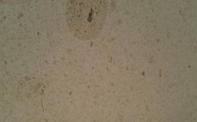 Spanish White Sandstone